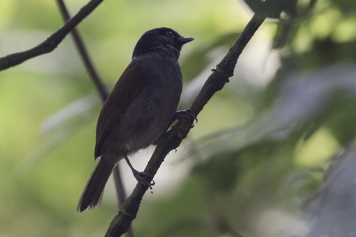 Rwenzori Hill Babbler - Sayam U. Chowdhury