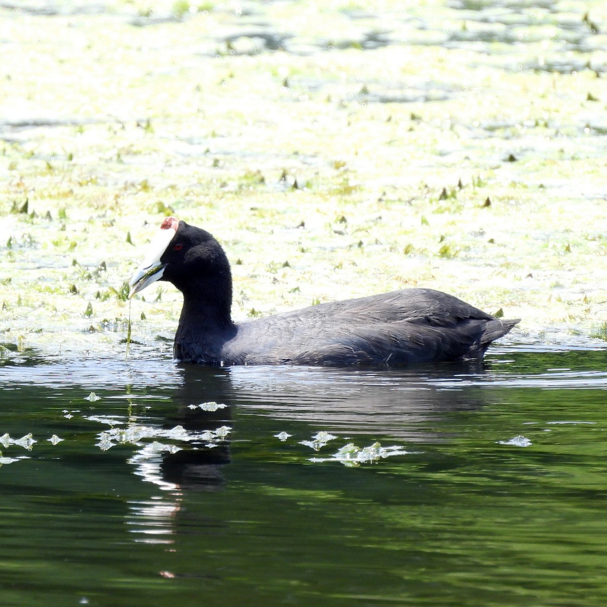 Red-knobbed Coot - ML612372851