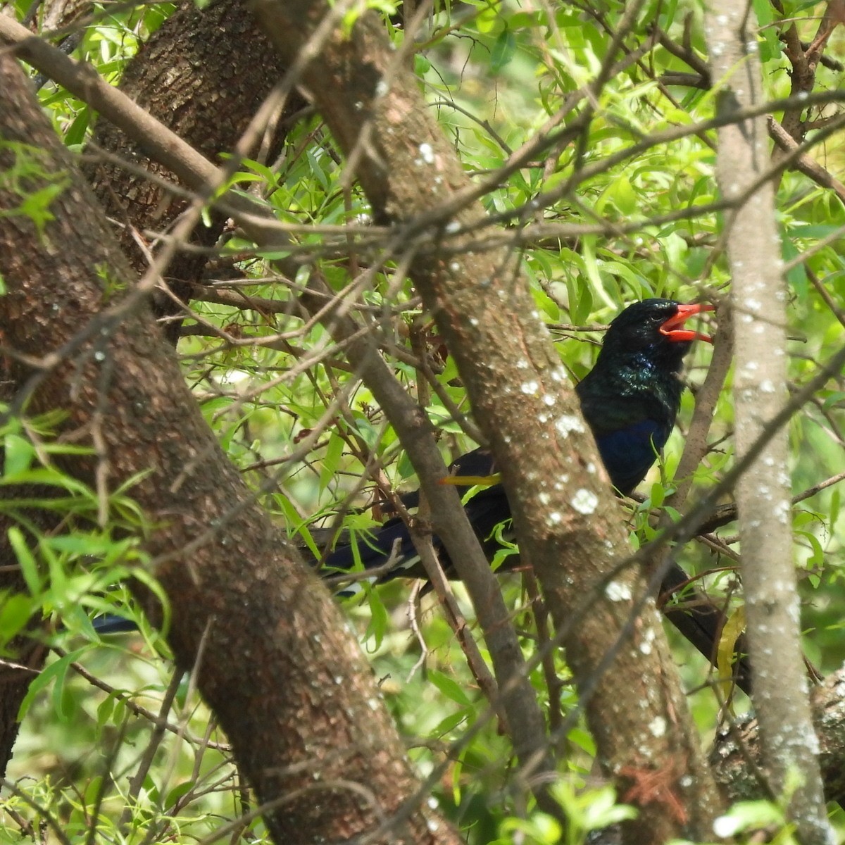 Green Woodhoopoe - ML612372854