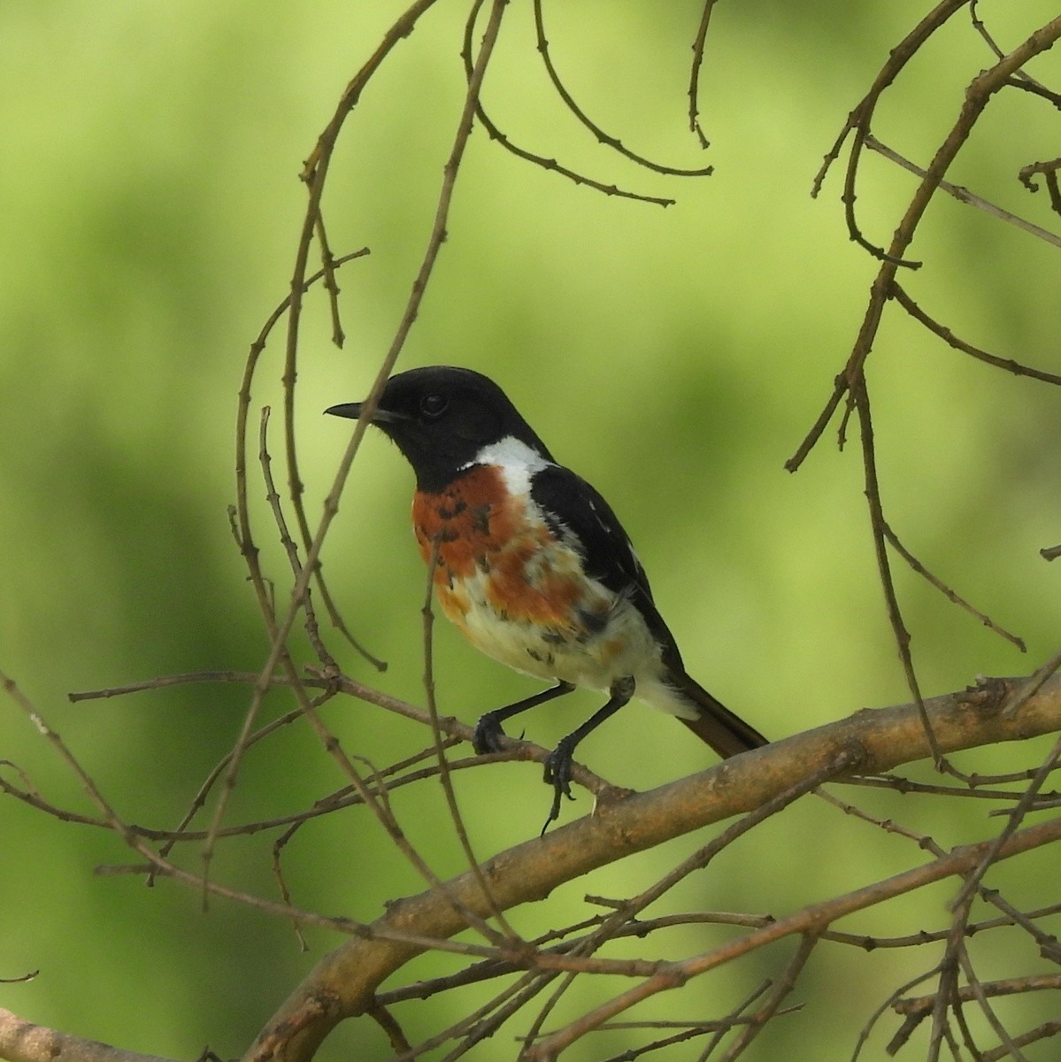 African Stonechat - ML612372856