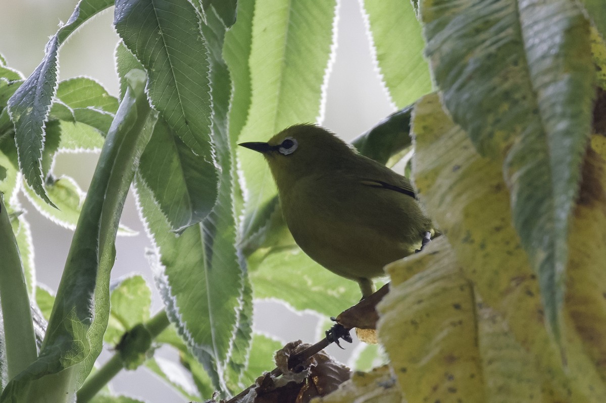 Green White-eye - ML612372857