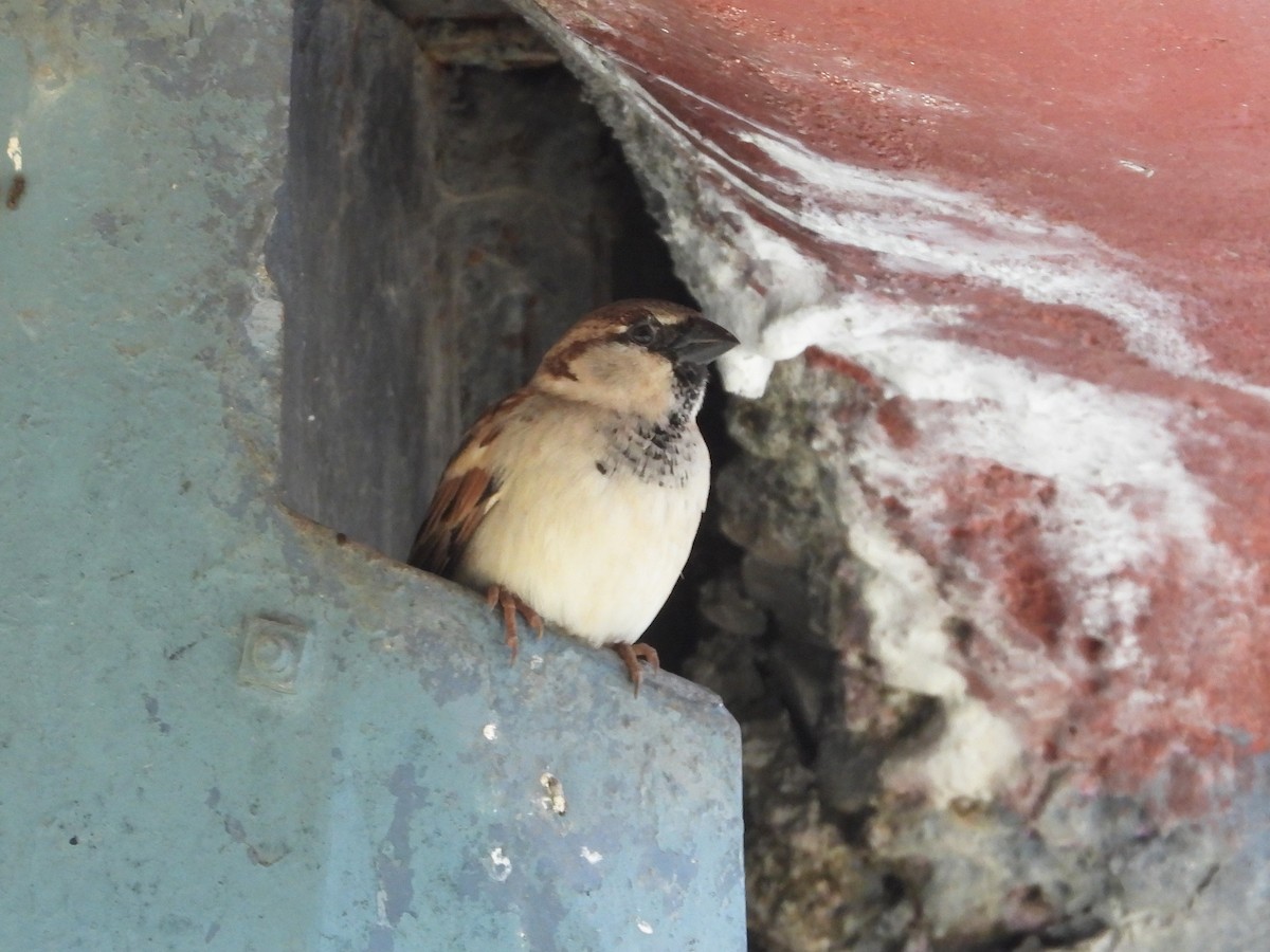Moineau domestique - ML612372947