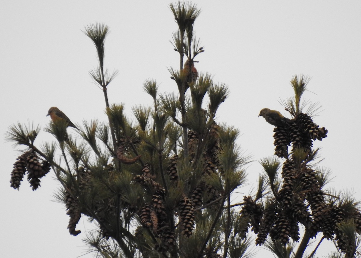Red Crossbill (Northeastern or type 12) - ML612372992