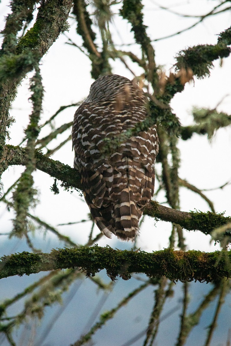 Barred Owl - ML612373001