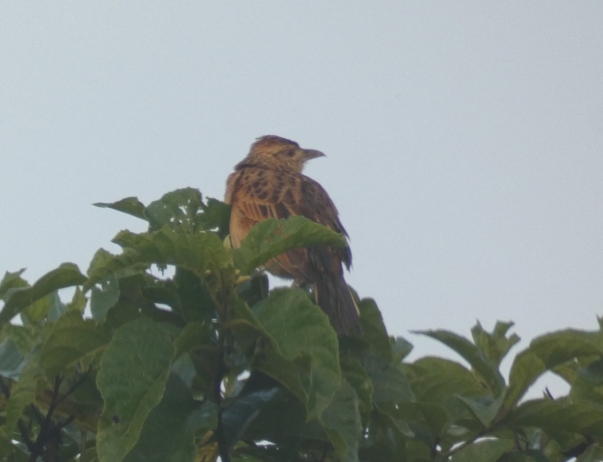 Rufous-naped Lark - Simon Mahood