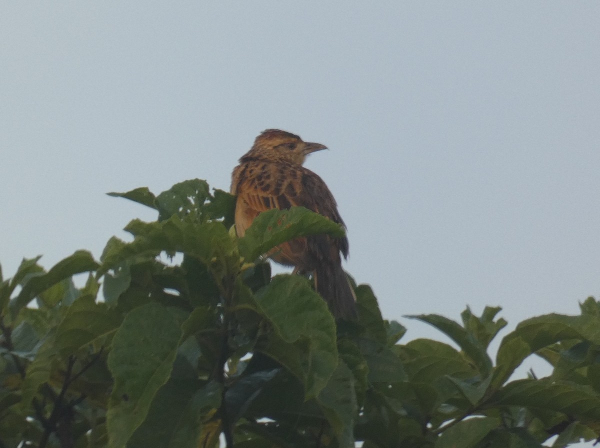 Rufous-naped Lark - Simon Mahood