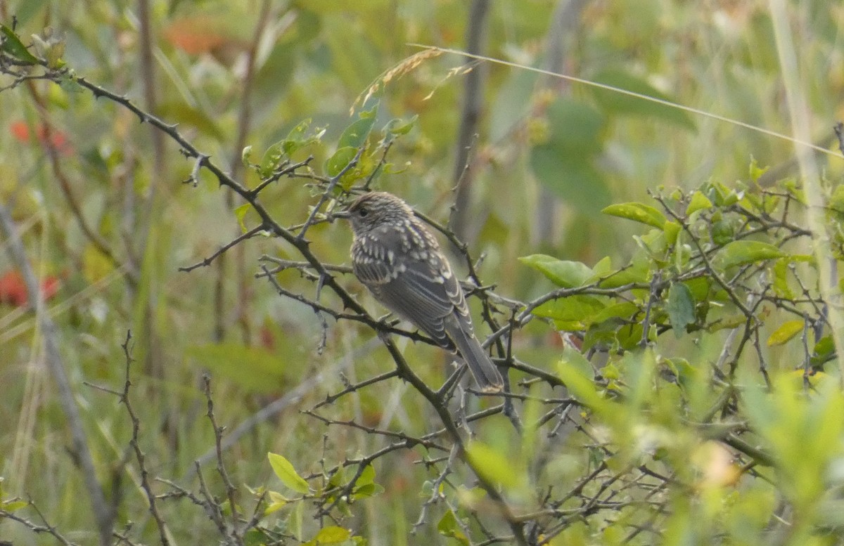 Pale Flycatcher - Simon Mahood