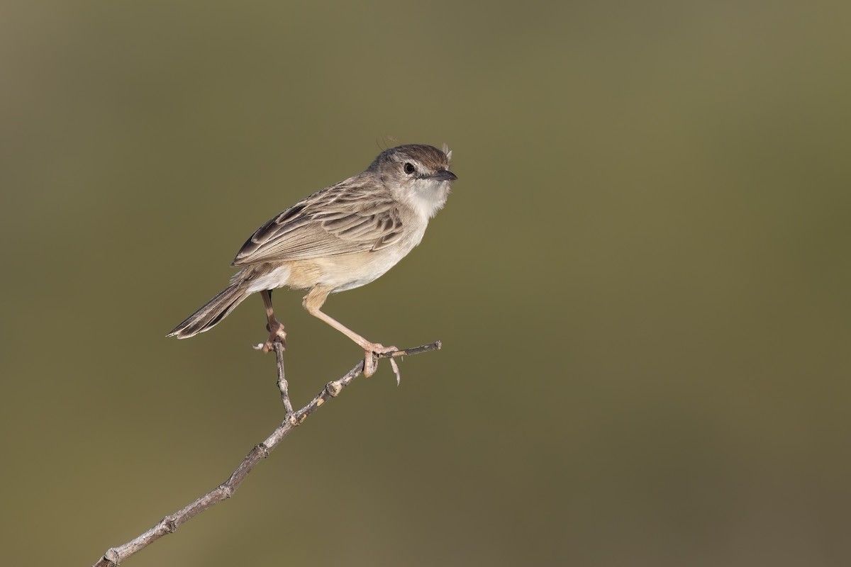 Madagascar Cisticola - ML612373087