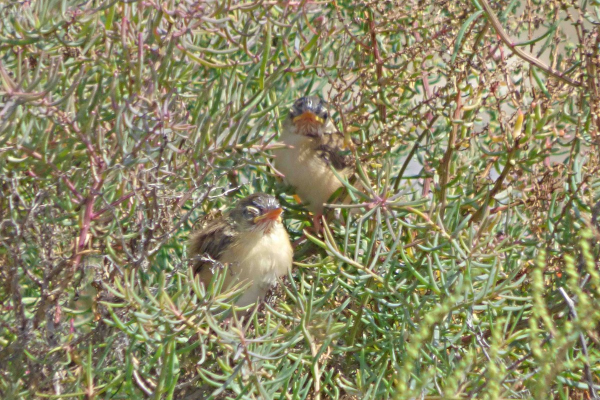 Plain Prinia - ML612373096