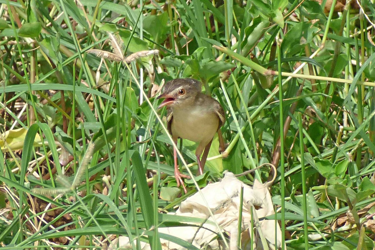 Plain Prinia - ML612373097