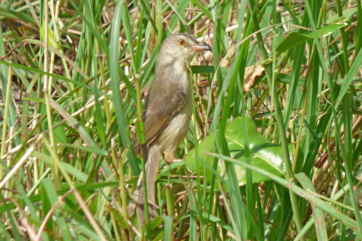 Plain Prinia - ML612373098