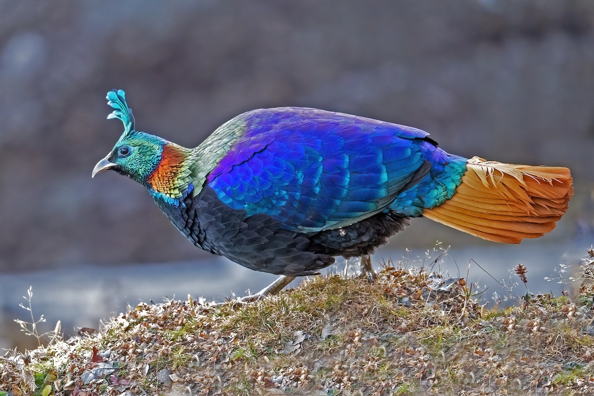 Himalayan Monal - ML612373109