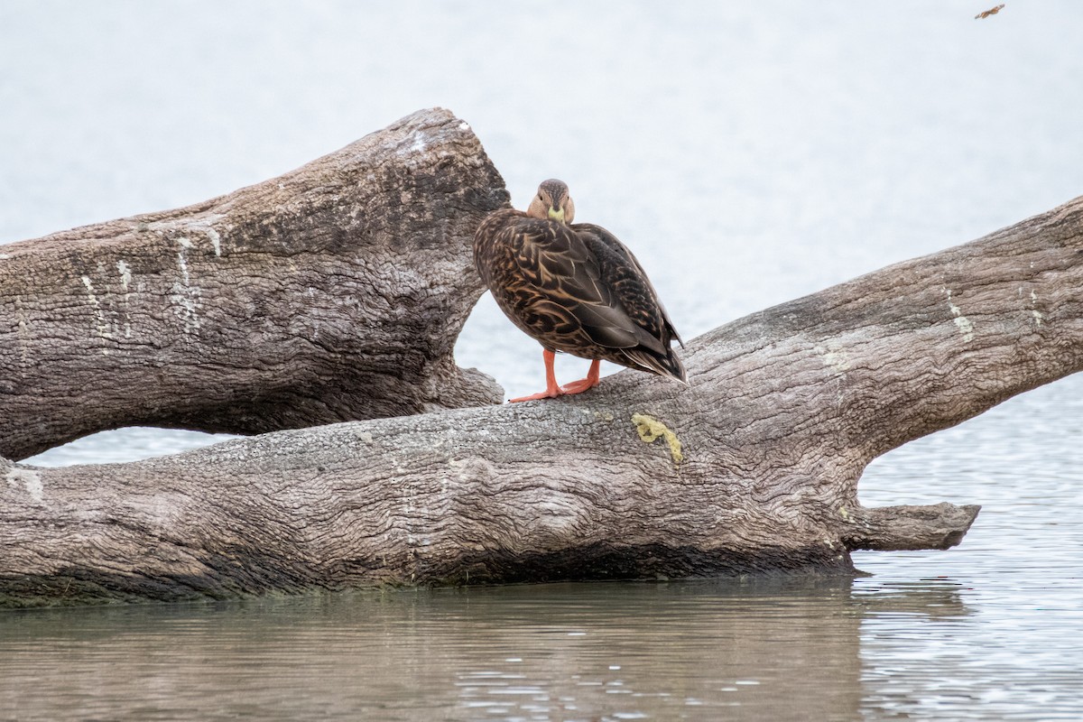 Mottled Duck - ML612373113