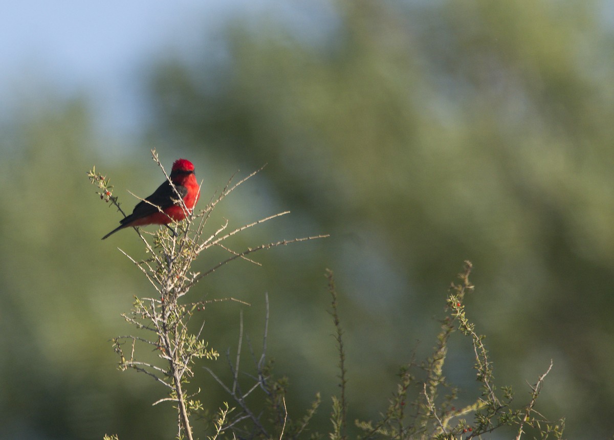 Vermilion Flycatcher - ML612373156