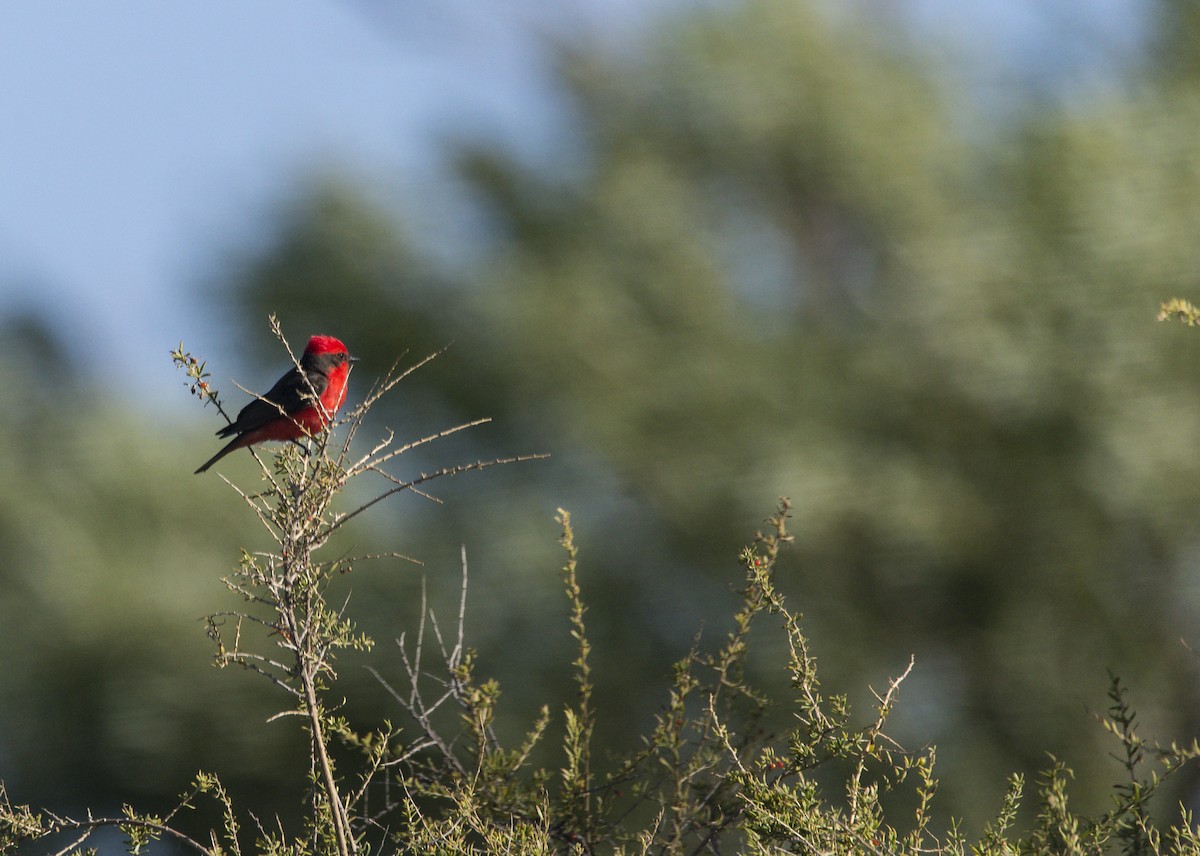 Vermilion Flycatcher - ML612373159