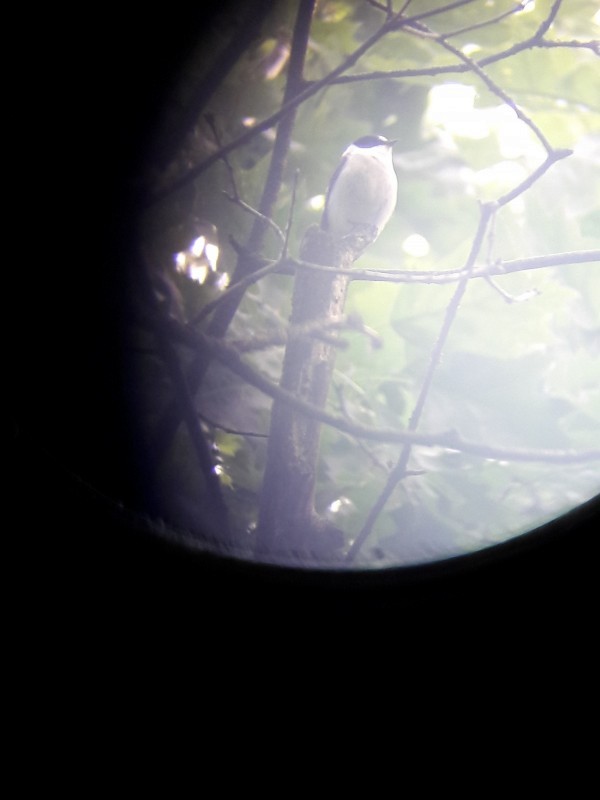 Collared Flycatcher - Victor Eggenhuizen