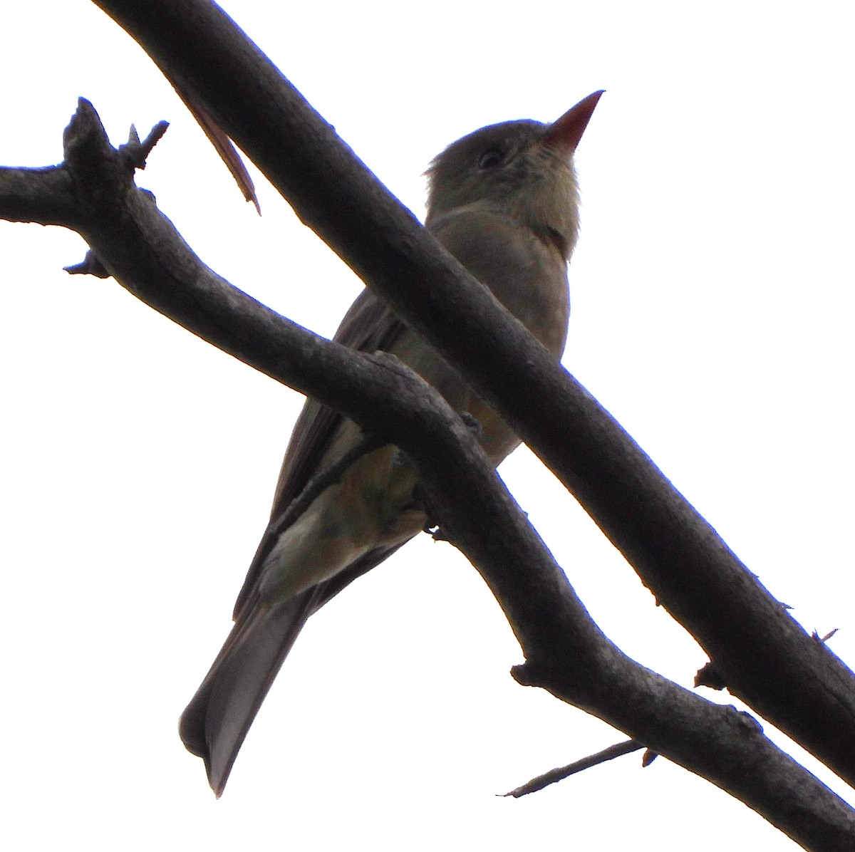 Greater Pewee - ML612373253