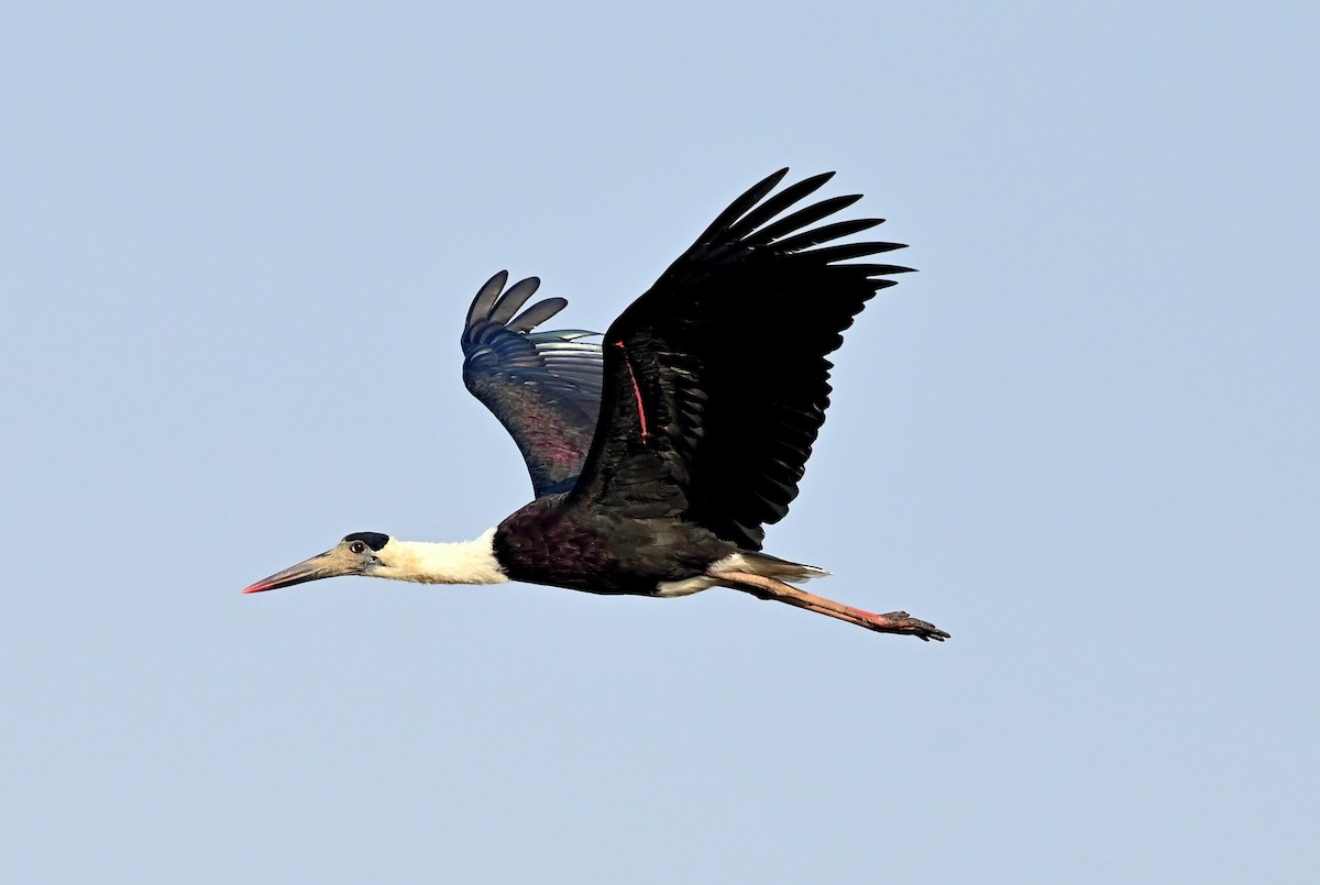 Asian Woolly-necked Stork - ML612373280