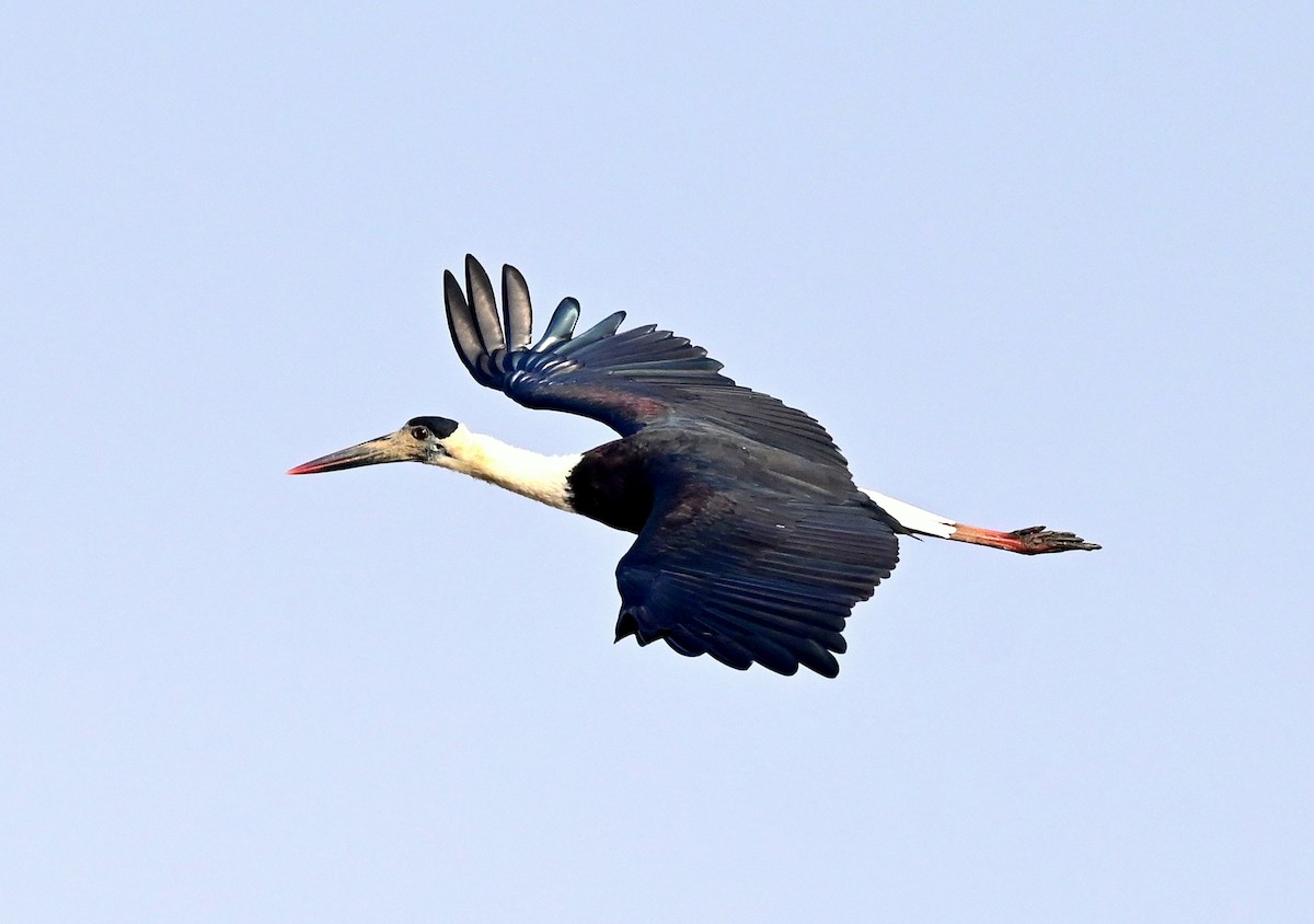 Cigogne épiscopale - ML612373281