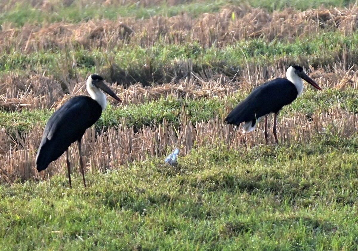 Asian Woolly-necked Stork - ML612373285