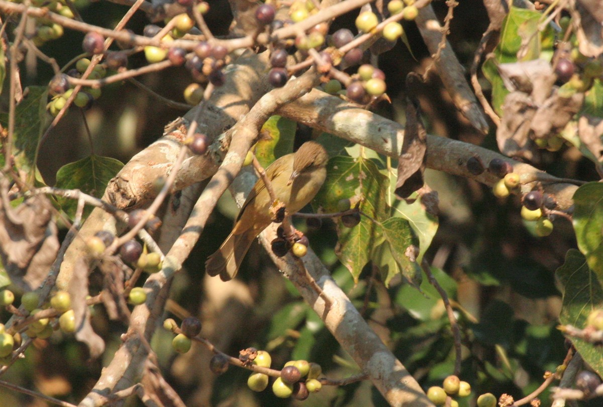 Gray-eyed Bulbul - ML612373330