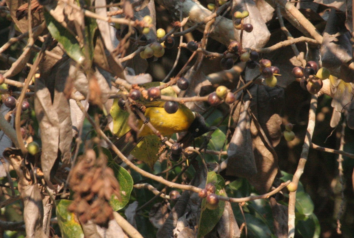 Black-crested Bulbul - ML612373337