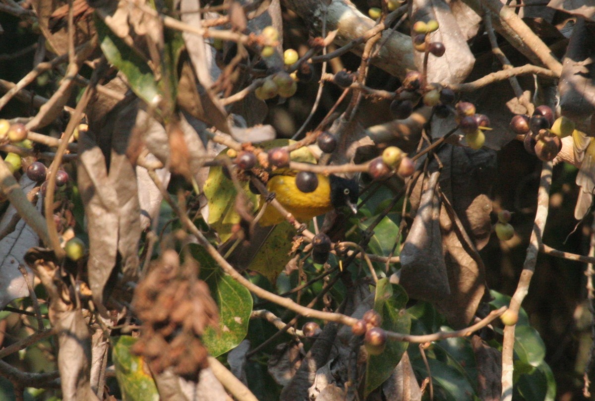 Black-crested Bulbul - ML612373338