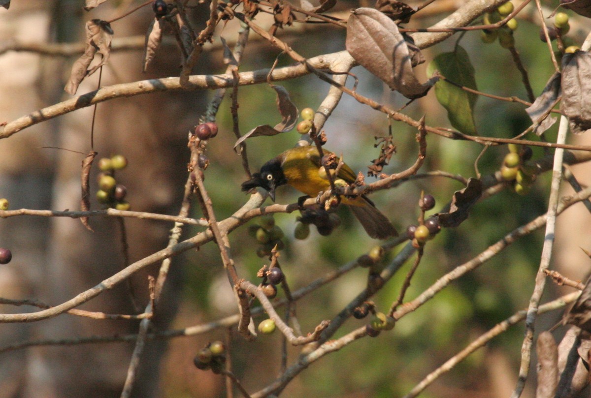 Black-crested Bulbul - ML612373339