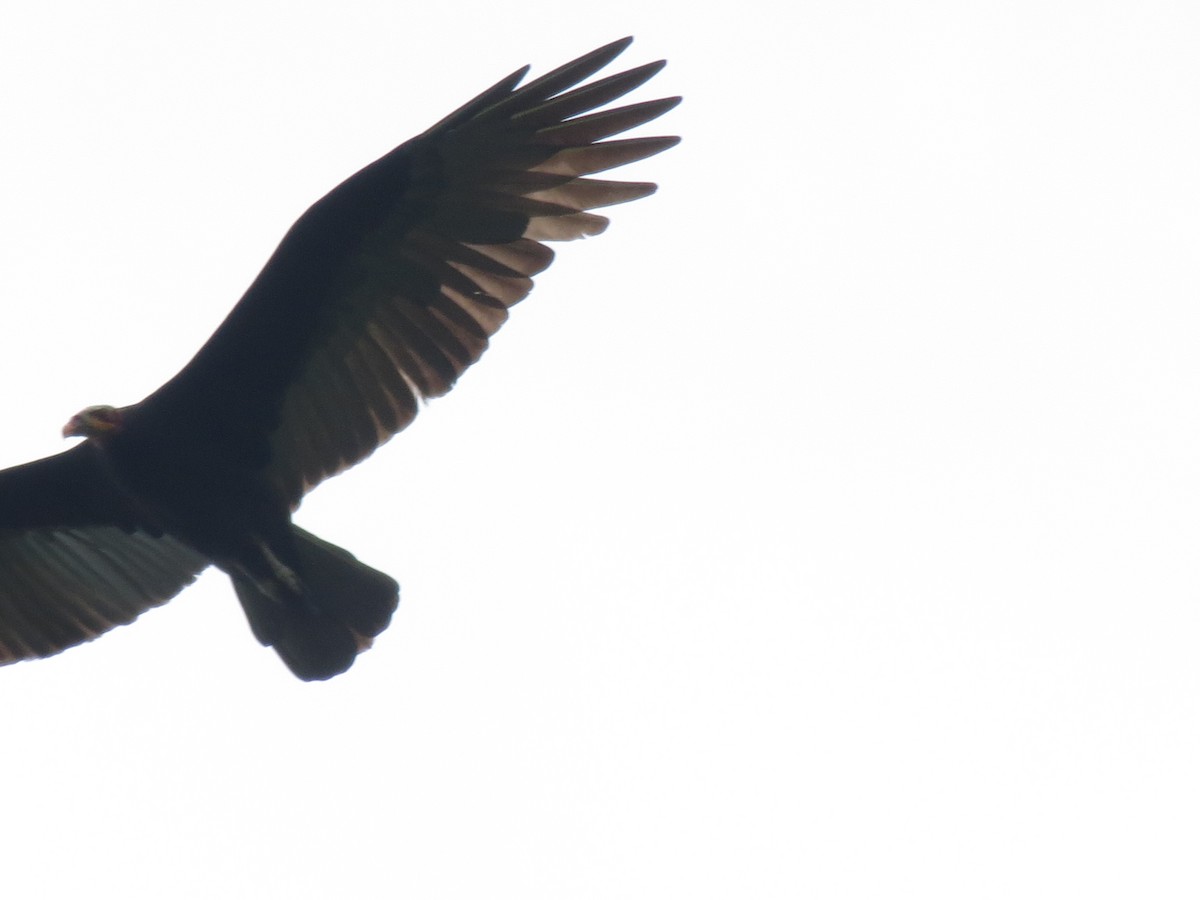 Lesser Yellow-headed Vulture - ML612373342