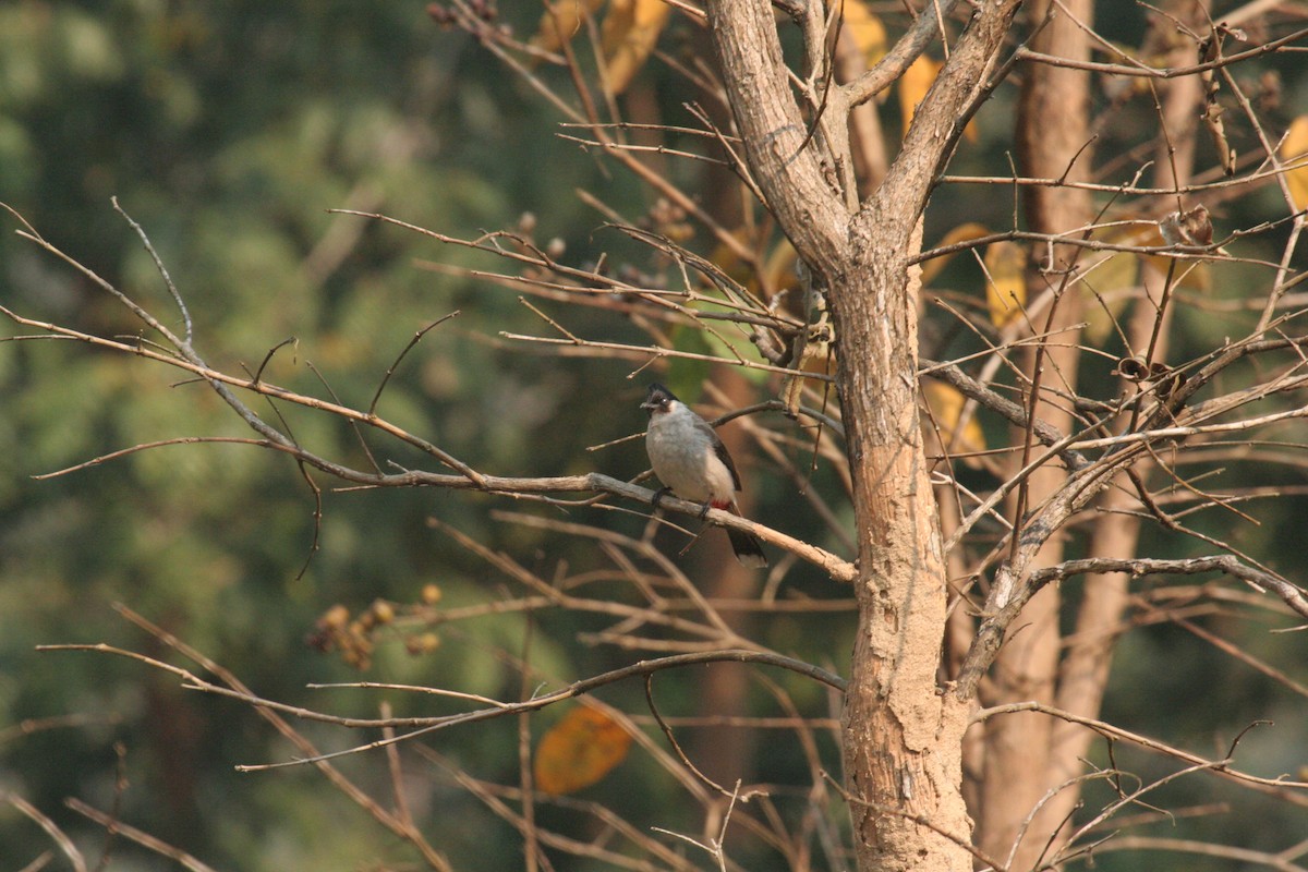 Sooty-headed Bulbul - ML612373359