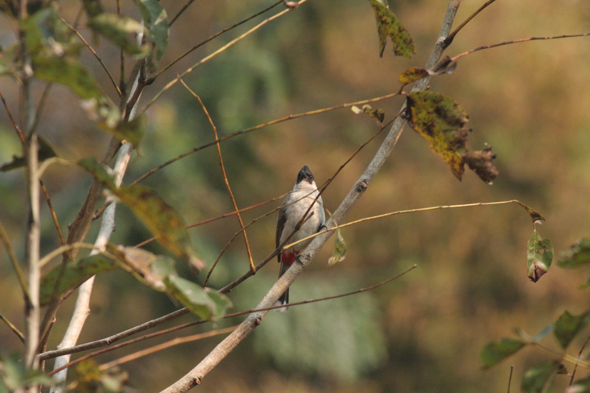 Sooty-headed Bulbul - ML612373361