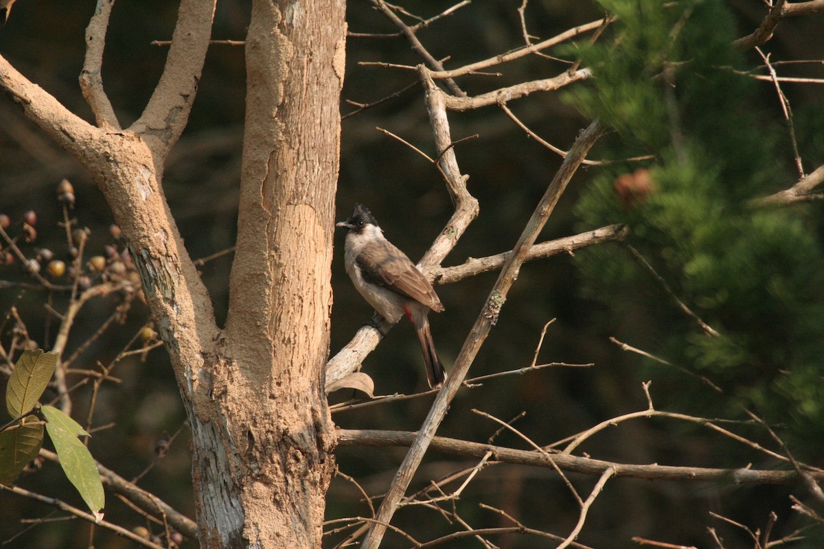 Sooty-headed Bulbul - ML612373362