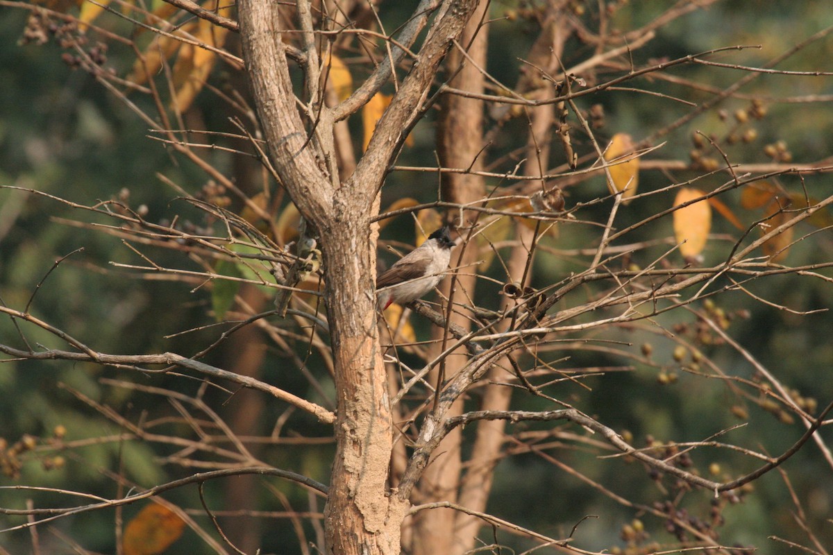 Sooty-headed Bulbul - ML612373363