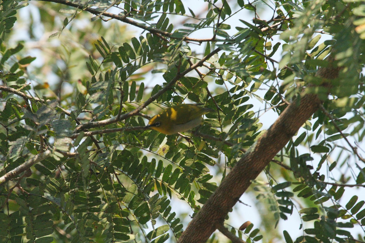 Indian White-eye - ML612373376