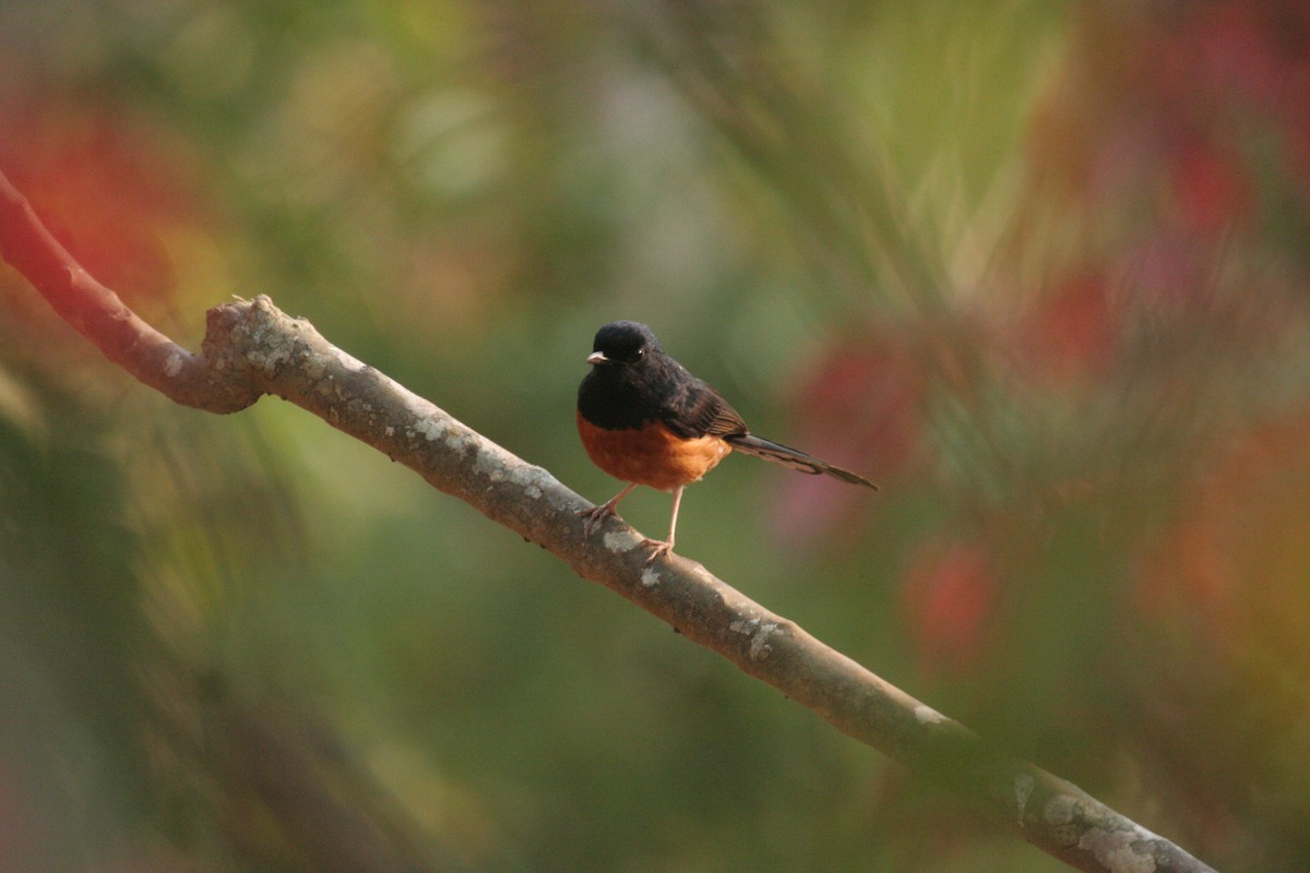 White-rumped Shama - ML612373398