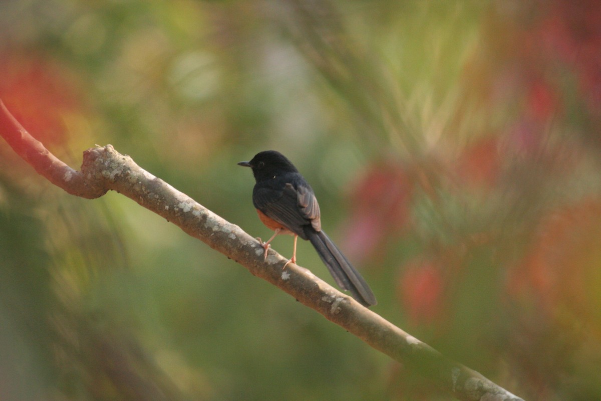 White-rumped Shama - ML612373399