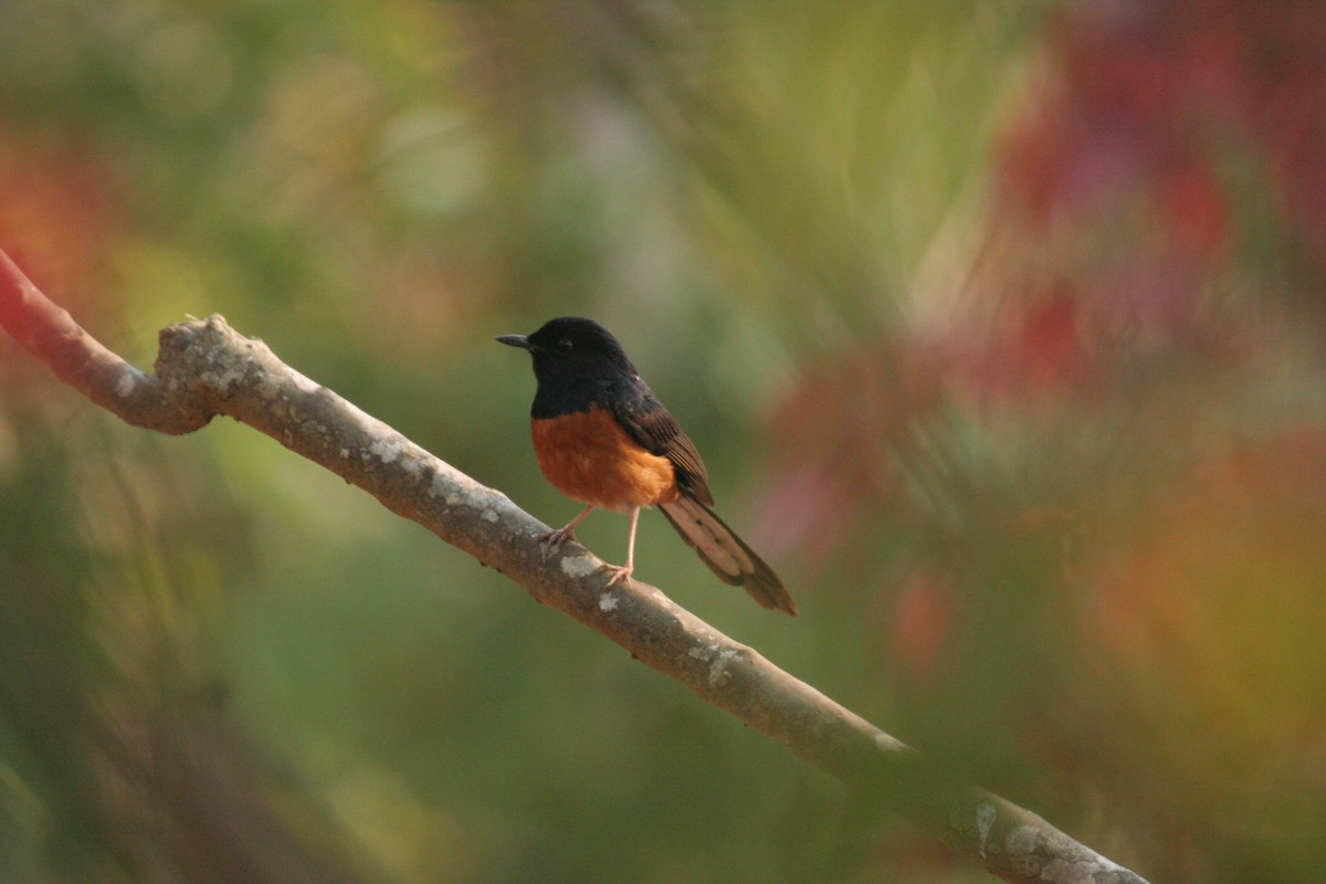 White-rumped Shama - ML612373400