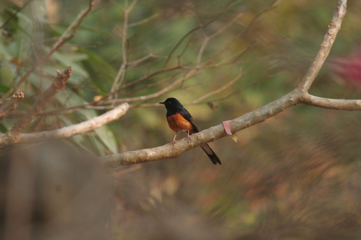 White-rumped Shama - ML612373401