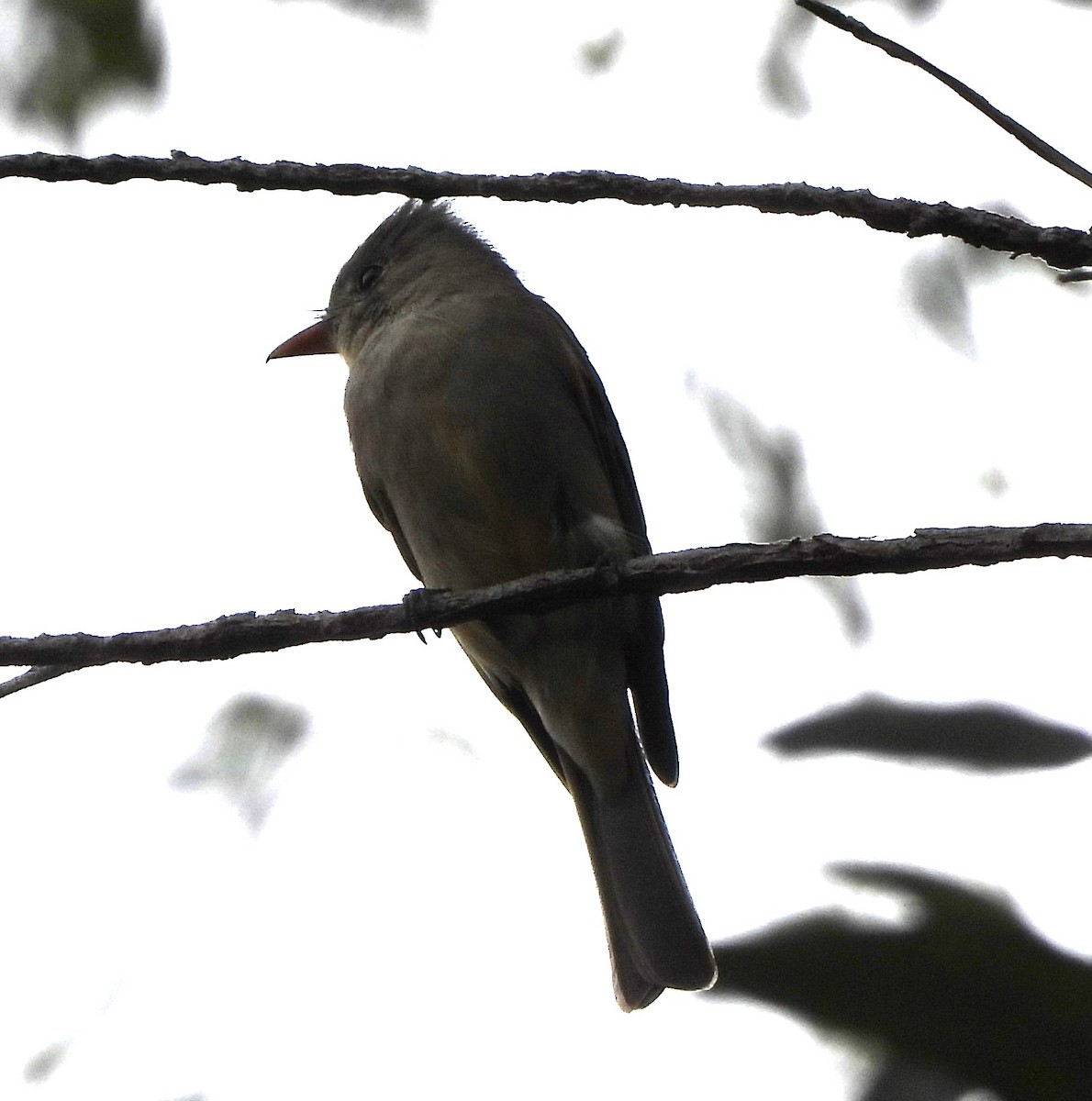 Greater Pewee - ML612373418