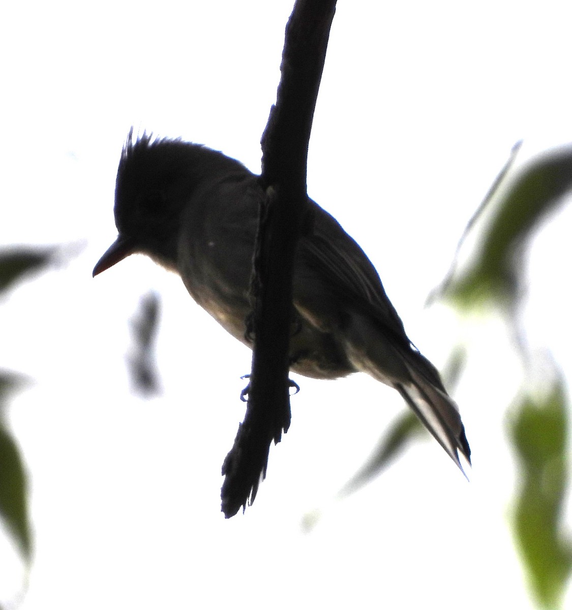 Greater Pewee - ML612373420