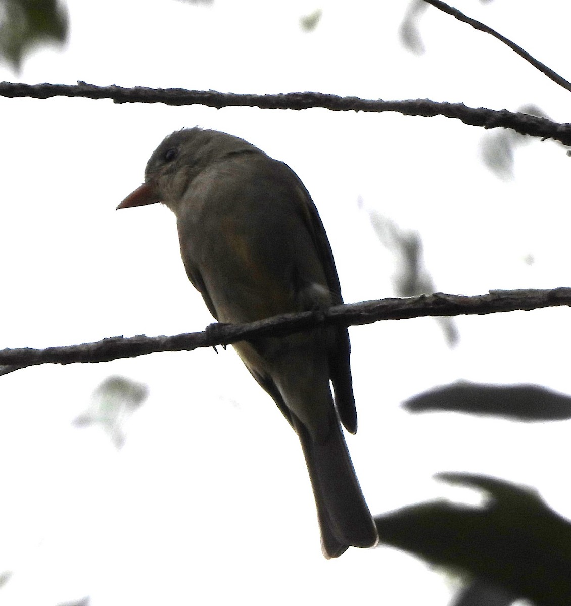 Greater Pewee - ML612373421