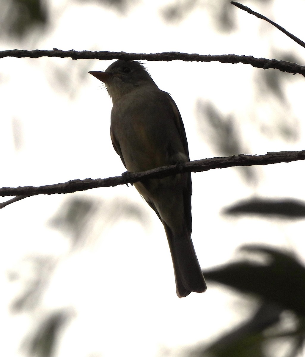 Greater Pewee - Lynn Scarlett