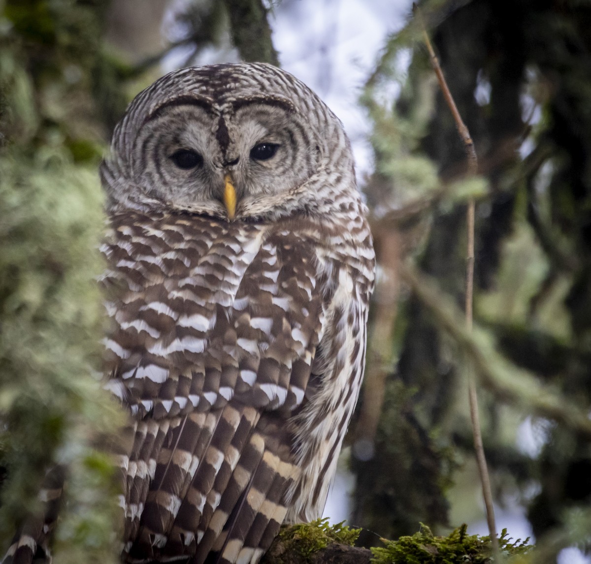 Barred Owl - ML612373554