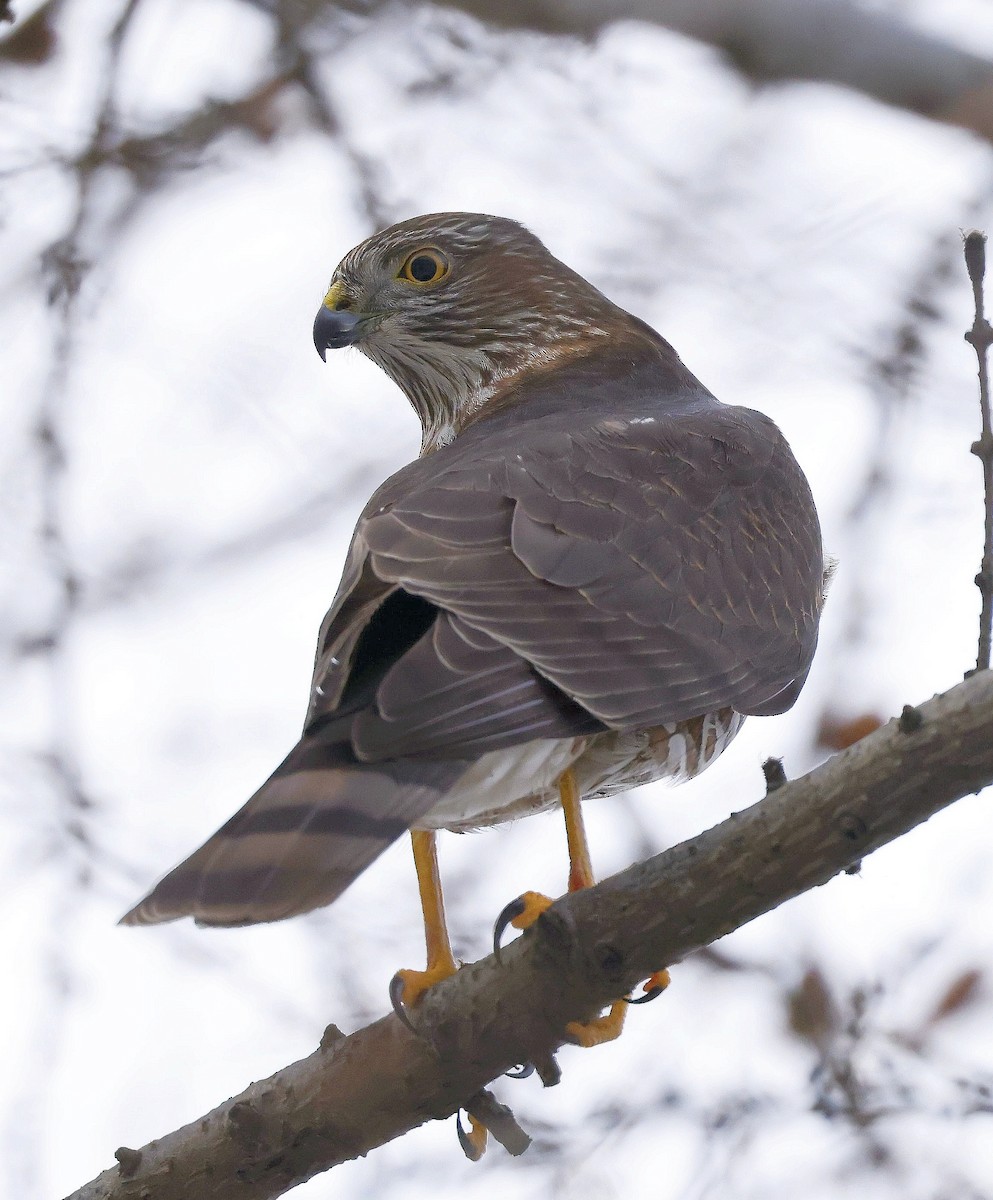 Sharp-shinned Hawk - Charles Fitzpatrick