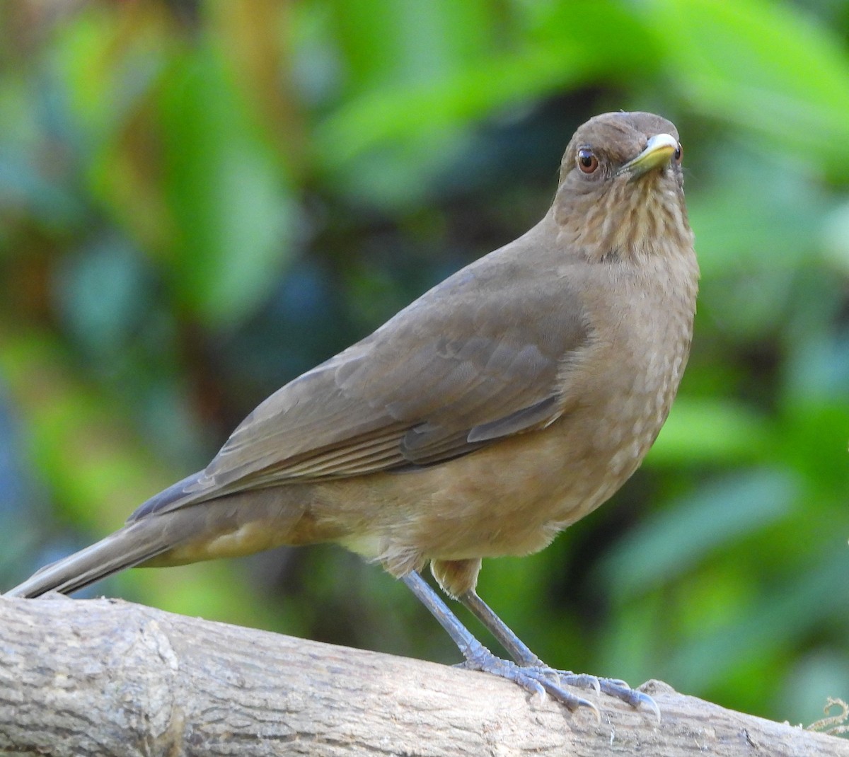 Clay-colored Thrush - ML612373720