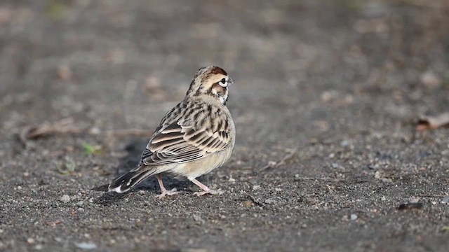 Bruant à joues marron - ML612373757