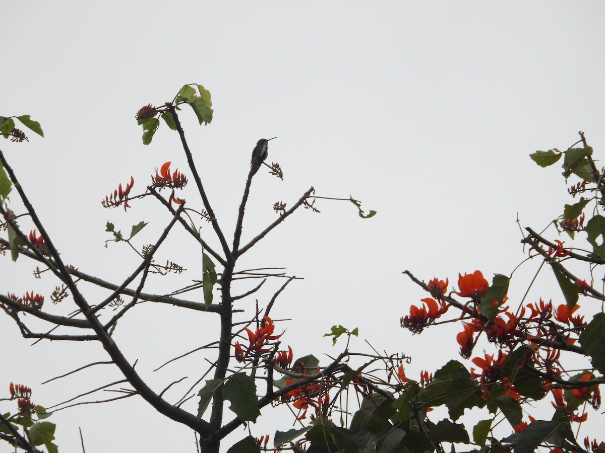kolibřík tropický - ML612373866