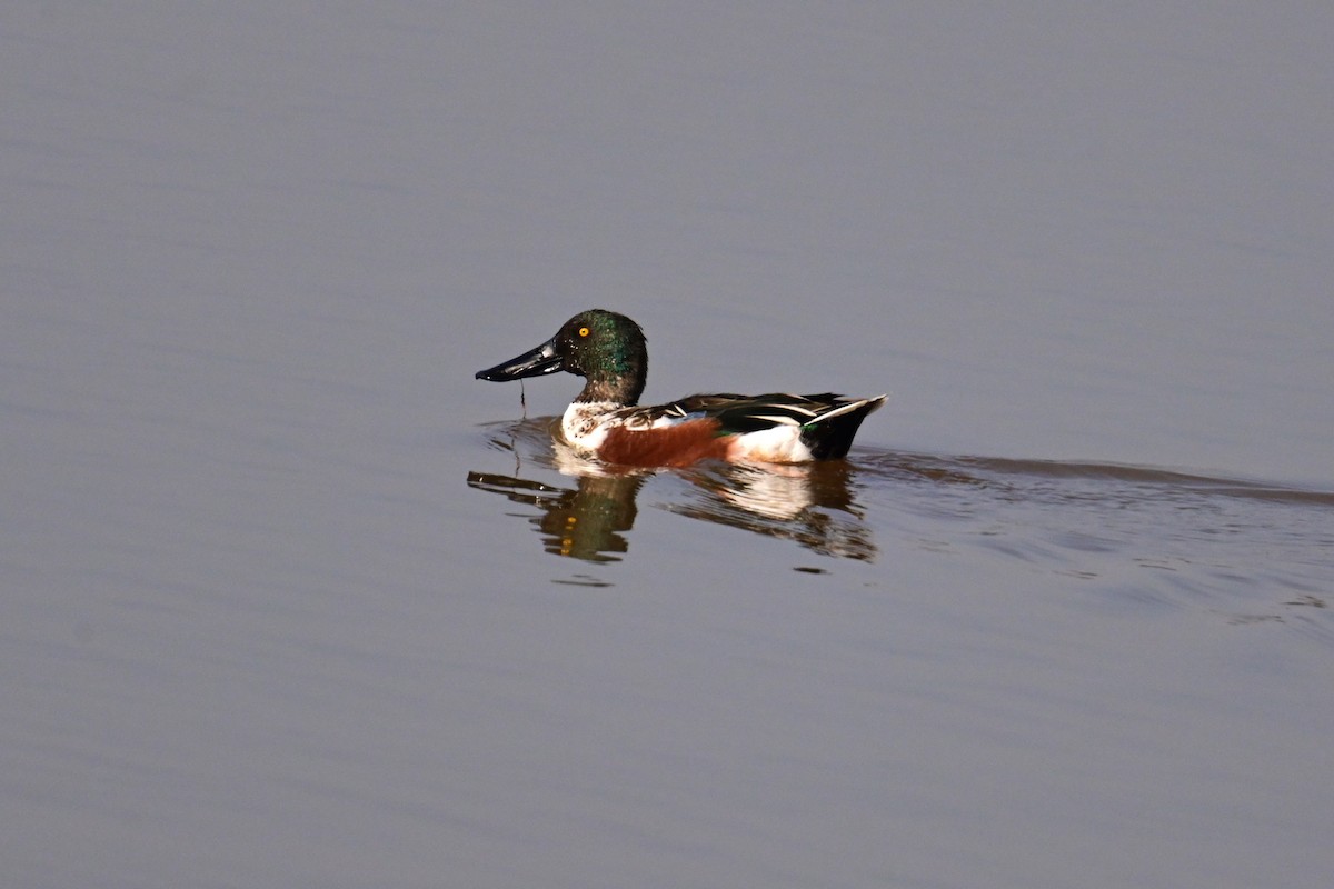 Northern Shoveler - Uriel Levy