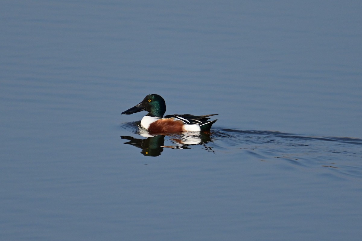 Northern Shoveler - Uriel Levy