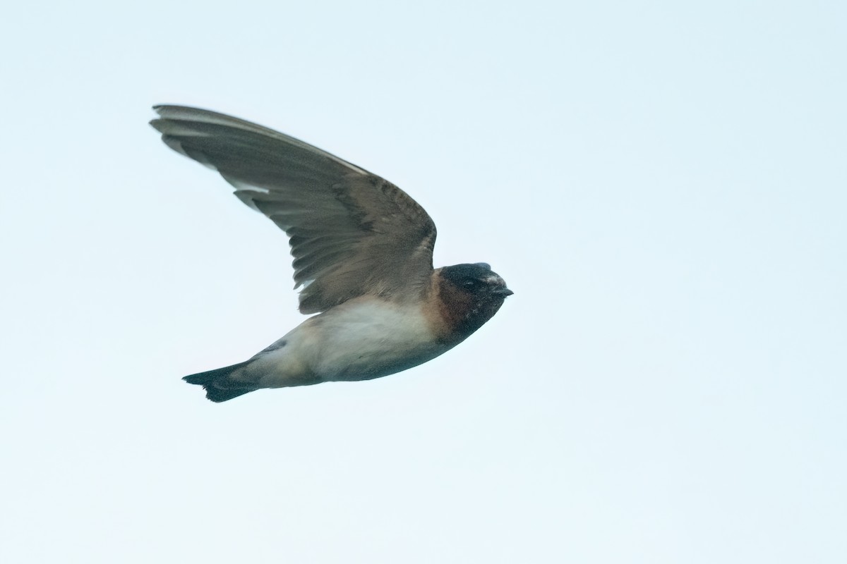 Cliff Swallow - ML612373927